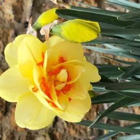 Tahiti Daffodil (Narcissus Tahiti) Img 1
